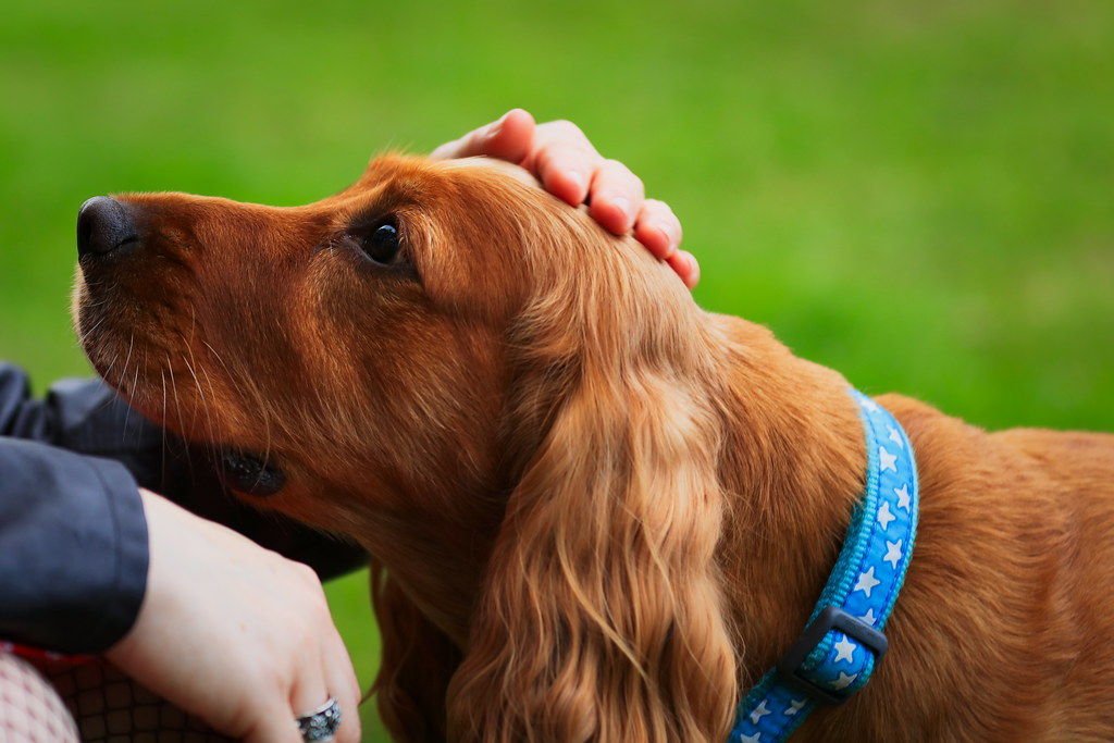 Reading Your Dog's Loyalty Signals (Image Credits: Flickr)