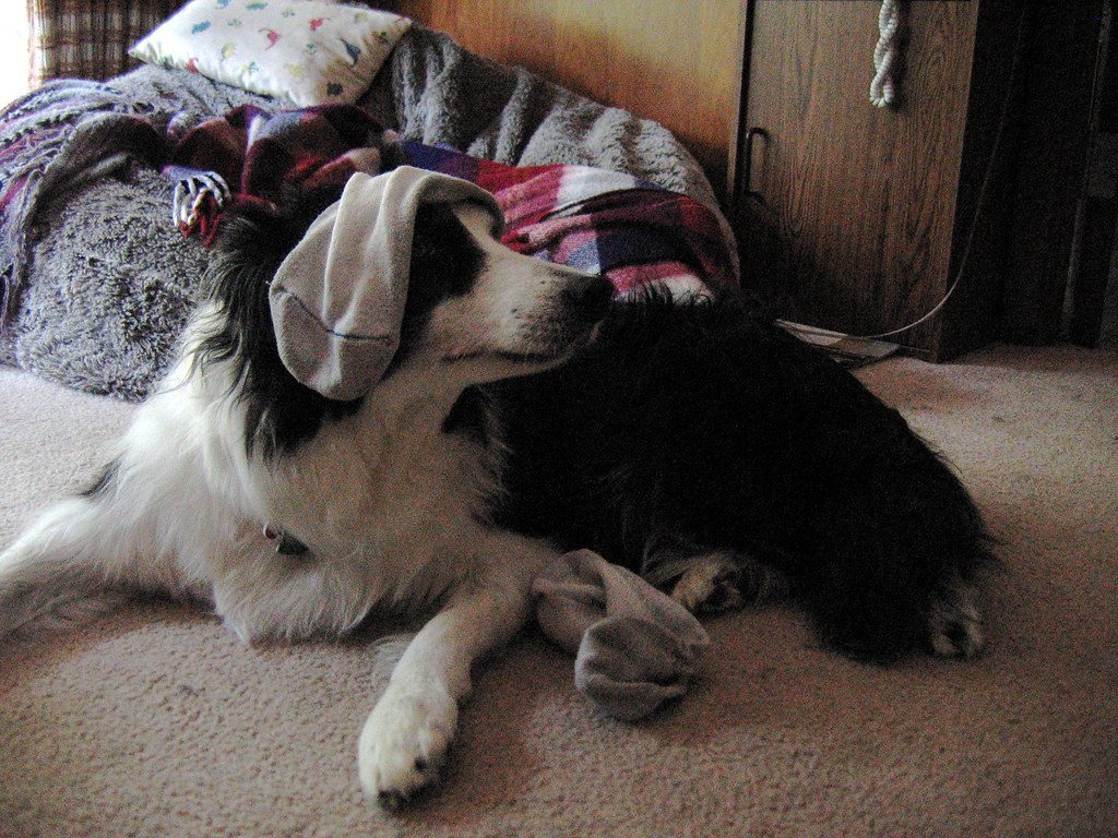 Breaking the Sock Stealing Cycle (Image Credits: Flickr)