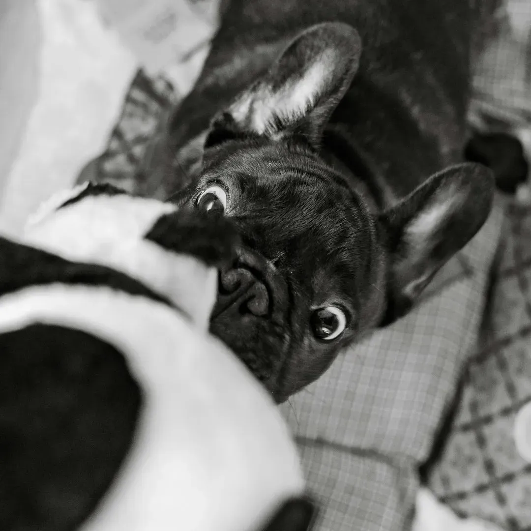 #1 - How Fast the Dog Recovers From a Startle (Image Credits: Unsplash)