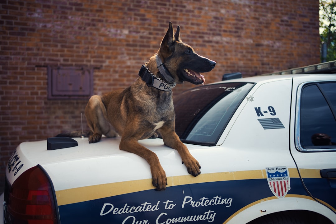 The German Shepherd: Military Precision Meets Loyal Heart (Image Credits: Unsplash)