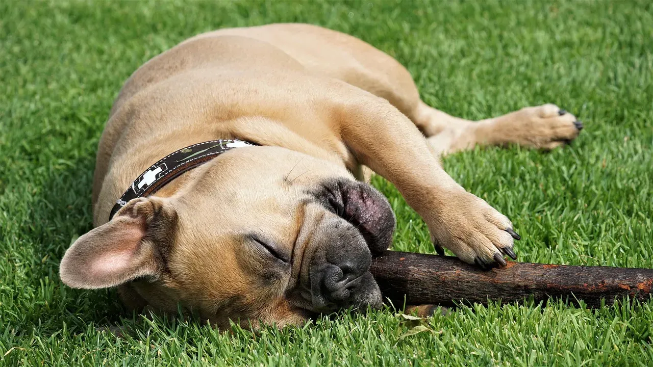 The No Toy Dog: When Your Pup Prefers Sticks and Rocks (Image Credits: Pixabay)