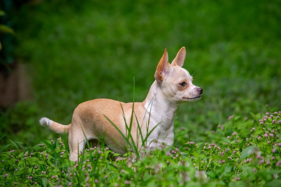 Chihuahua: Tiny Dogs with Giant Hearts (Image Credits: Unsplash)