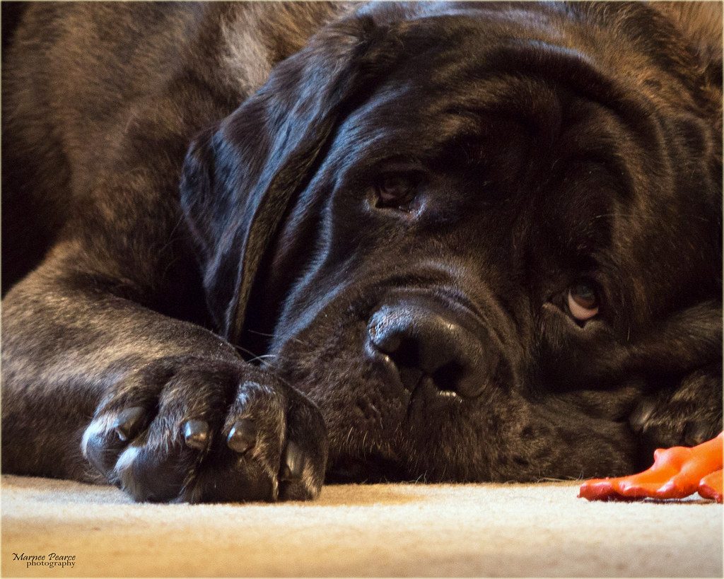 10. English Mastiff: The Drooling Couch Potato (Image Credits: Flickr)