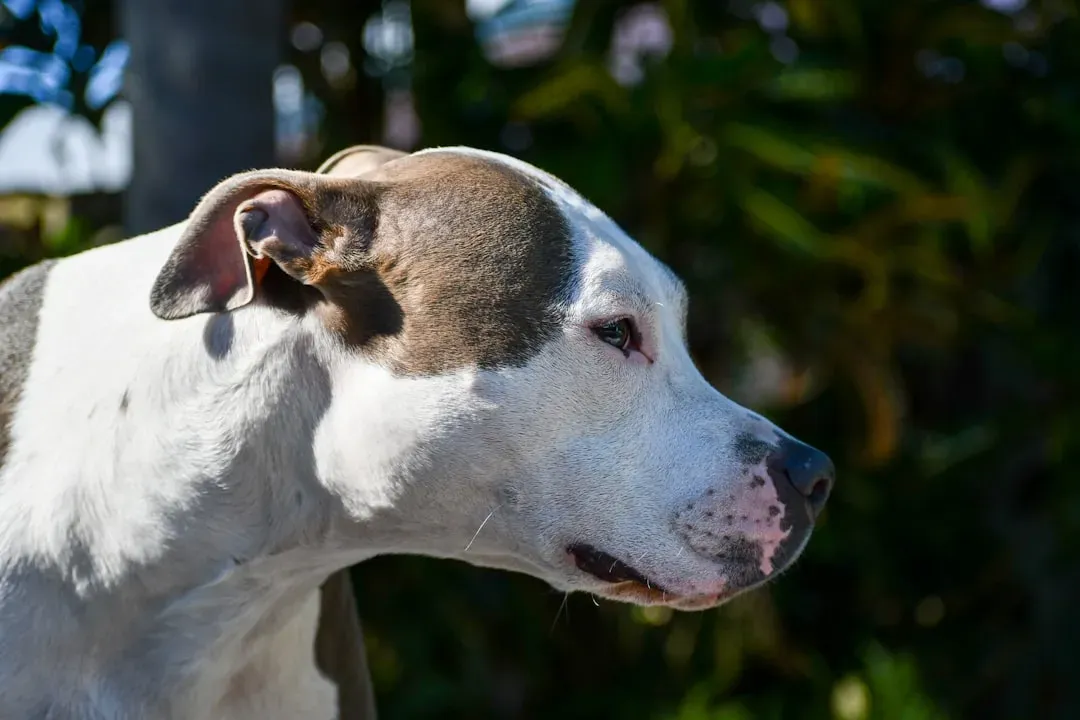 2. American Pit Bull Terrier and Pit-Bull-Type Dogs (Image Credits: Unsplash)