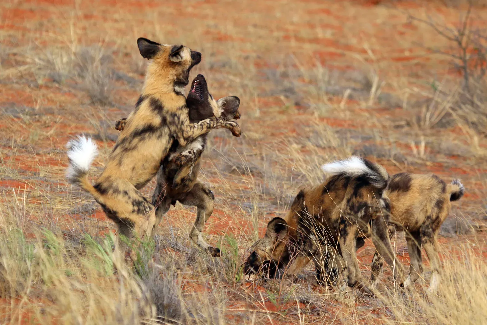 What Zoomies Reveal About Your Dog’s Inner World (Own work, from Sharp Photography, sharpphotography, CC BY-SA 4.0)
