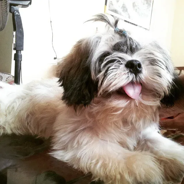 The Vision Factor: Getting Around That Adorable Snout (Image Credits: Flickr)