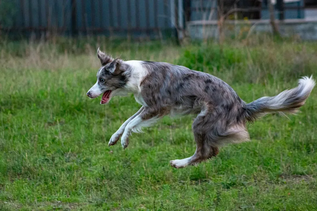 The Power Of Exercise And Mental Stimulation (Image Credits: Unsplash)