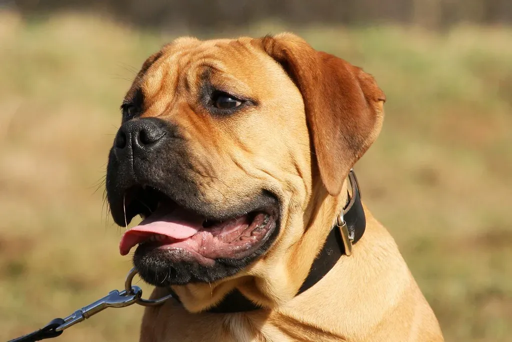 Bullmastiffs: Powerful But Remarkably Gentle Guardians (Image Credits: Flickr)