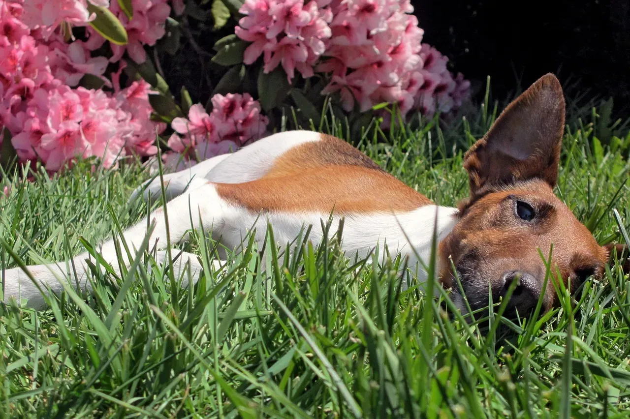 12. Smooth Fox Terrier (Image Credits: Pixabay)