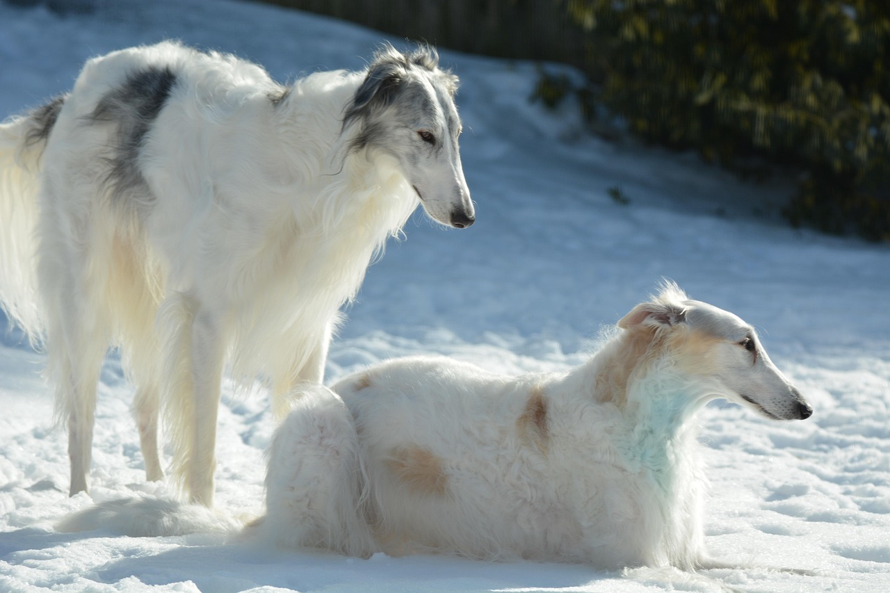 Borzoi: The Elegant Free Spirit (Image Credits: Pixabay)