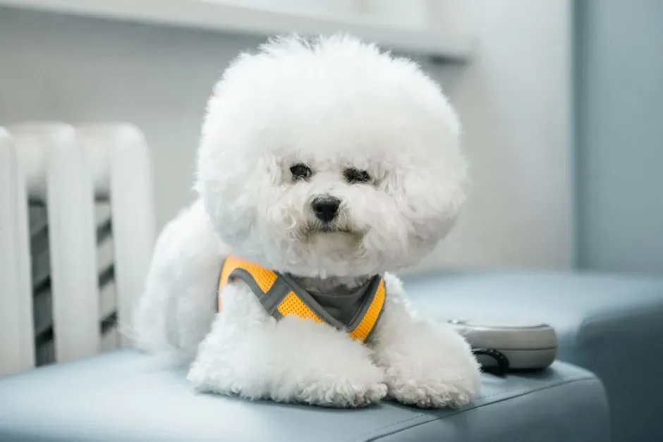 Bichon Frise (Image Credits: Pexels)