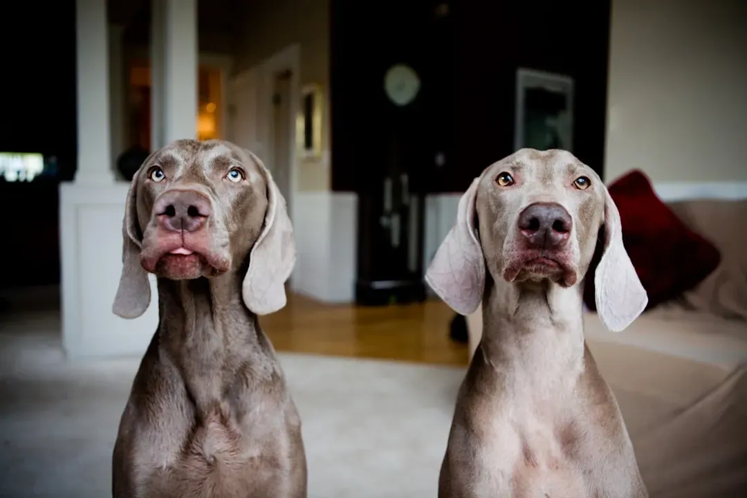Weimaraner: The Silver Ghost Who Never Stops (Image Credits: Unsplash)