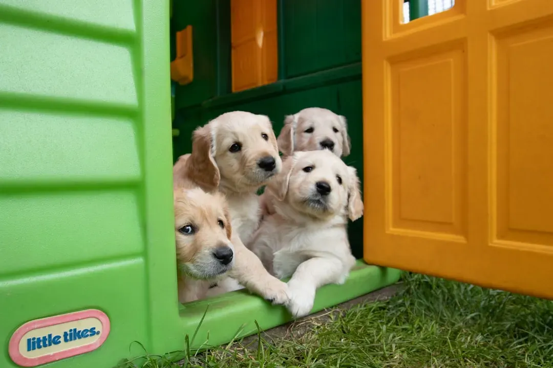 #12 - Owners Who Overestimate Their Dog's Social Skills by a Lot (Image Credits: Unsplash)