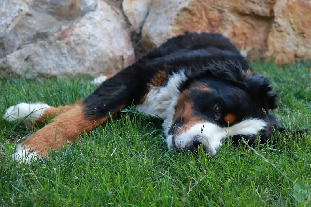 6. Bernese Mountain Dog: Cozy Giant Who Lives for Snuggle Sessions (Image Credits: Unsplash)