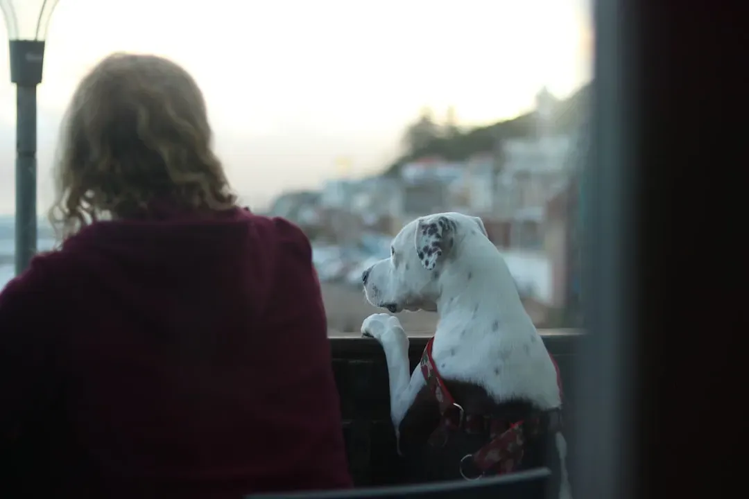 Conclusion: Your Dog's Dream World Centers Around You (Image Credits: Unsplash)