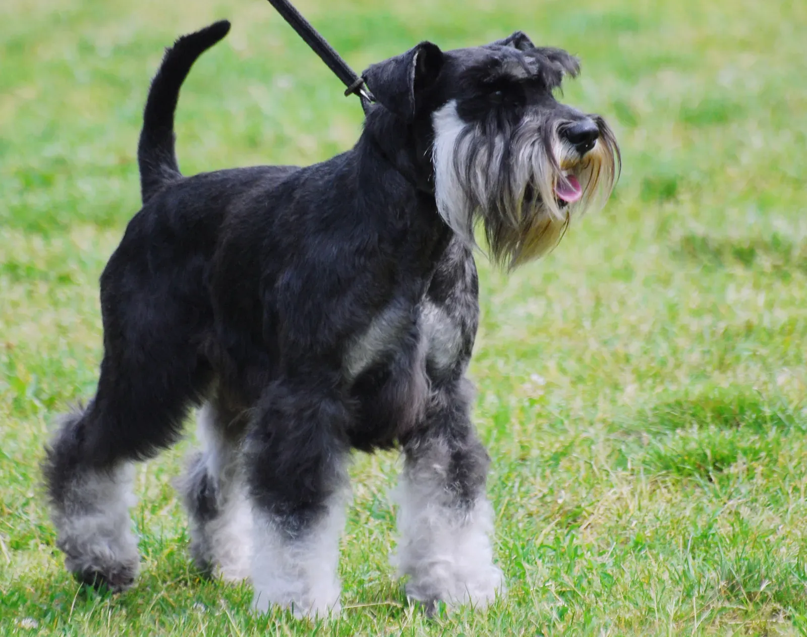 8. Miniature Schnauzer (Image Credits: Wikimedia)