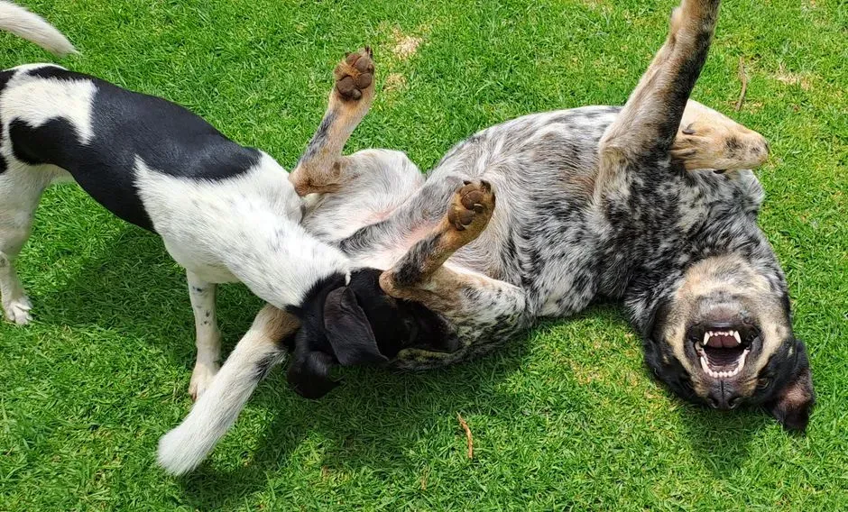 It Can Be Play, Goofiness, and Pure Joy (Image Credits: Pexels)