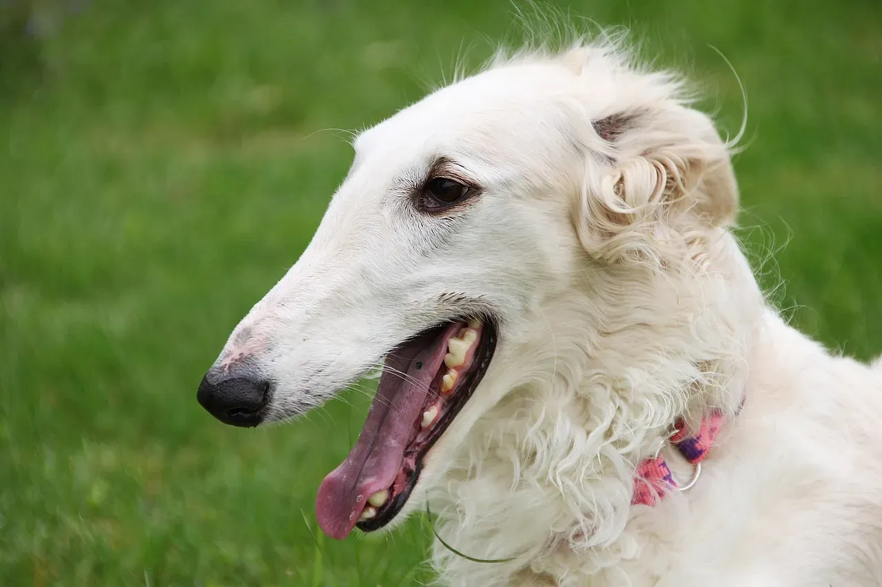 Borzoi: The Quiet Aristocrat (Image Credits: Pixabay)