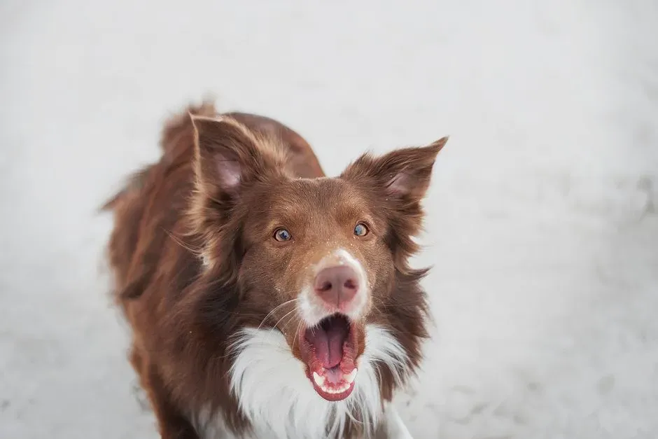 #4 Startle Bites When Dogs Are Woken or Cornered (Image Credits: Pexels)