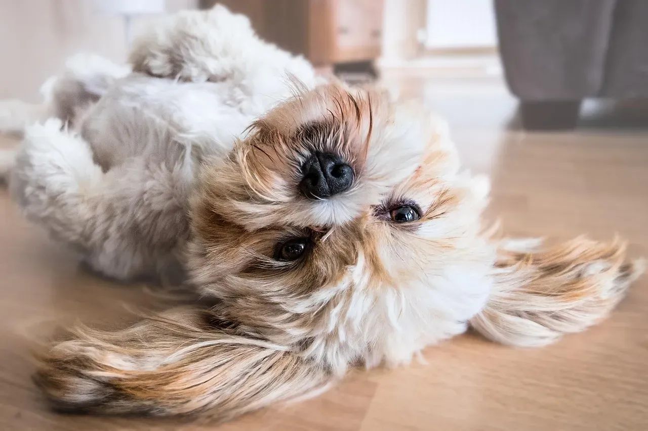 Shih Tzu: The Calm, Indoor-Friendly Companion (Image Credits: Pixabay)