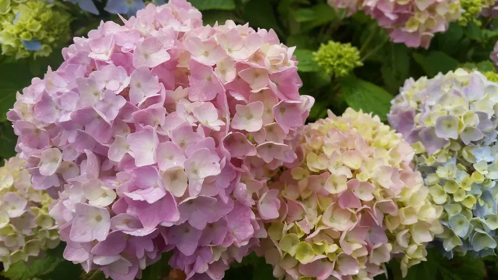 7. Hydrangea: The Showstopper With a Hidden Sting (Image Credits: Flickr)