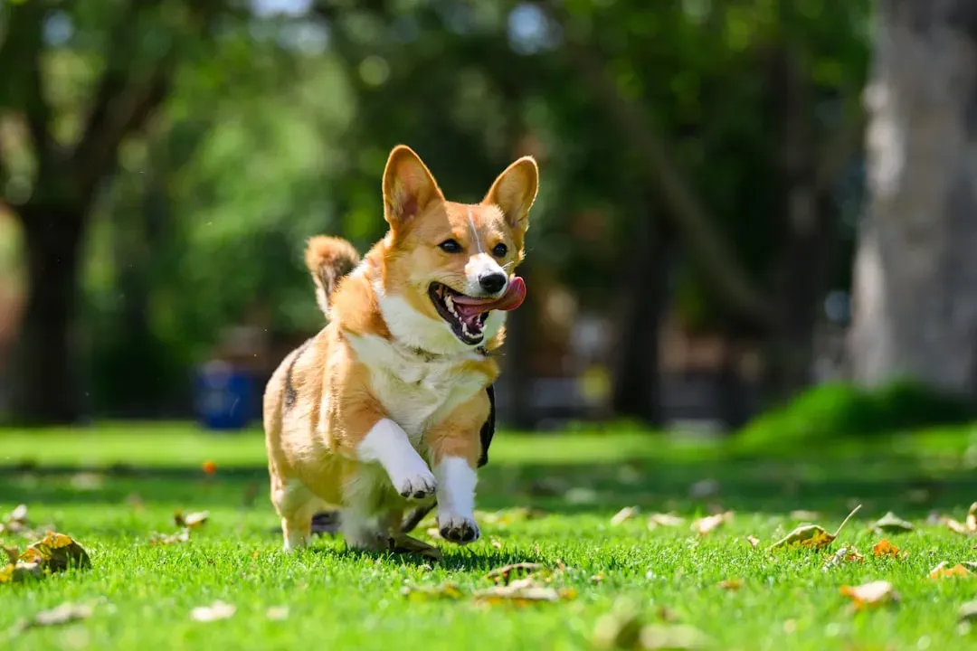 #2 - The "Short Dog" Actually Needs Big-Dog Exercise (Image Credits: Unsplash)