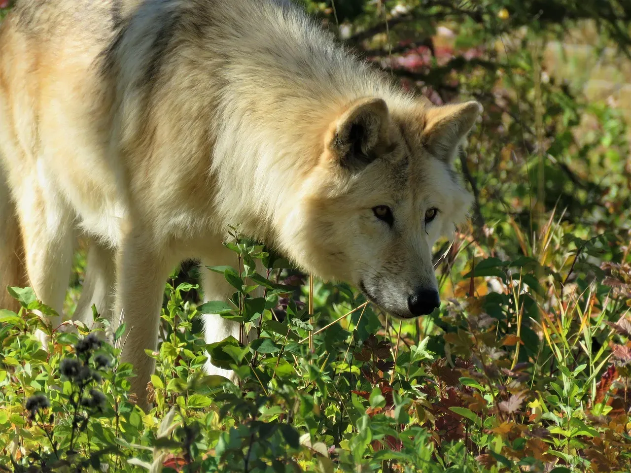 Reason 7: There Is Wildlife or Hidden Movement Nearby (Image Credits: Pixabay)