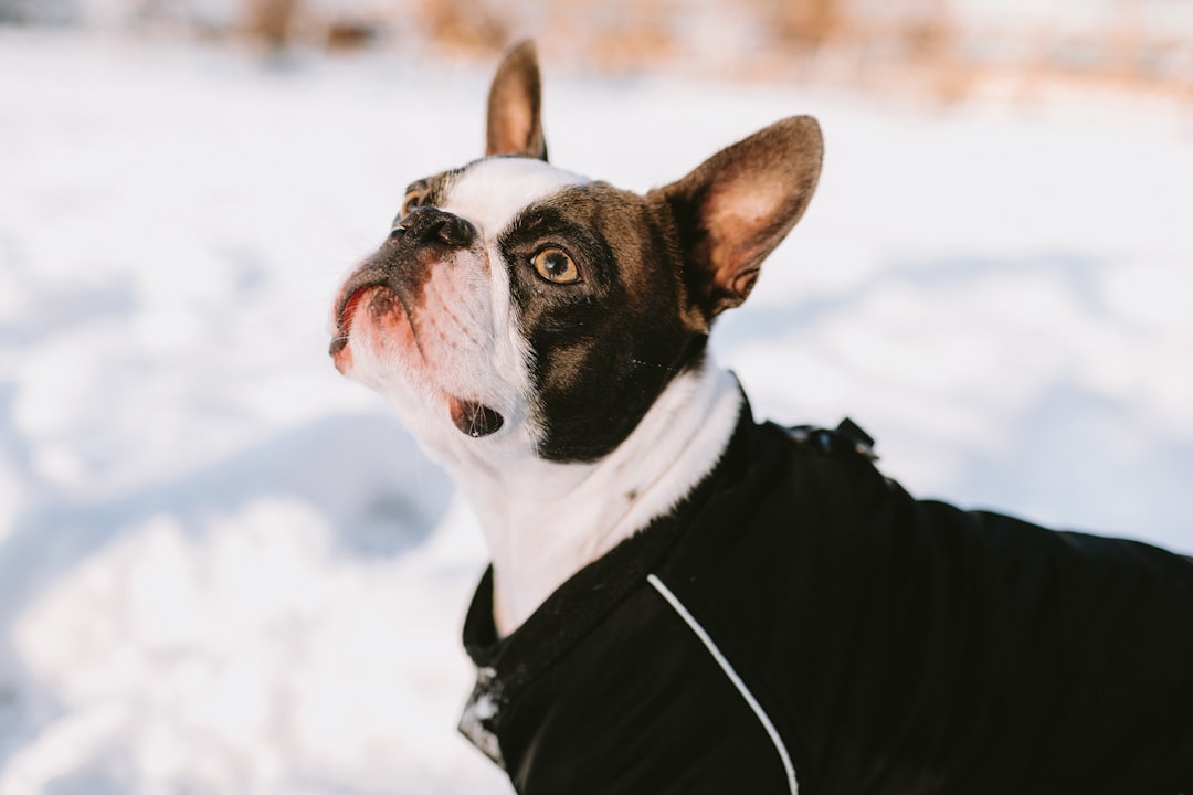 Boston Terrier: When Flat Faces Meet Freezing Weather (Image Credits: Unsplash)