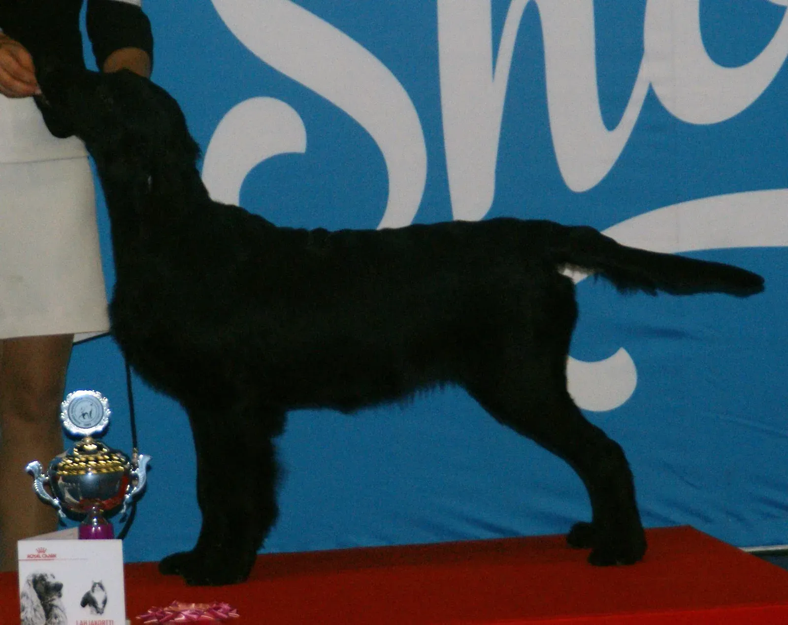 Flat-Coated Retriever (Image Credits: Wikimedia)