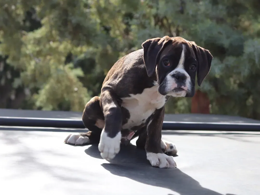 5. Boxer: The Velcro Dog With a Playful Soul (Image Credits: Unsplash)