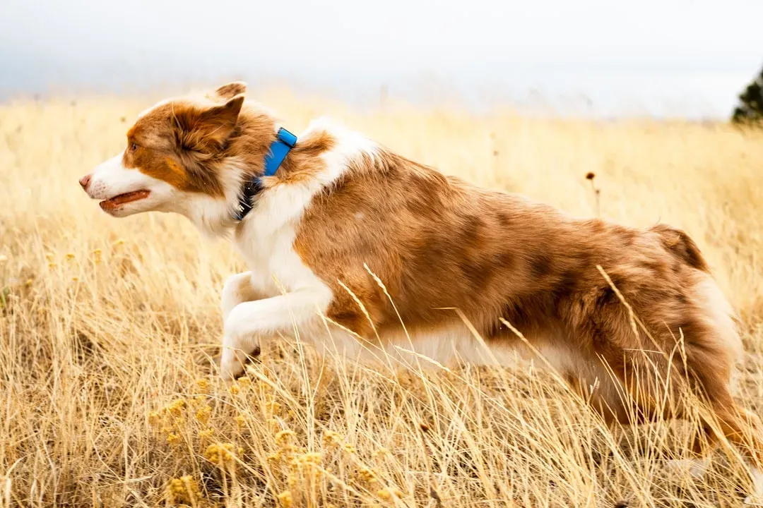 6. Australian Shepherd: The Workaholic That Never Clocks Out (Image Credits: Unsplash)