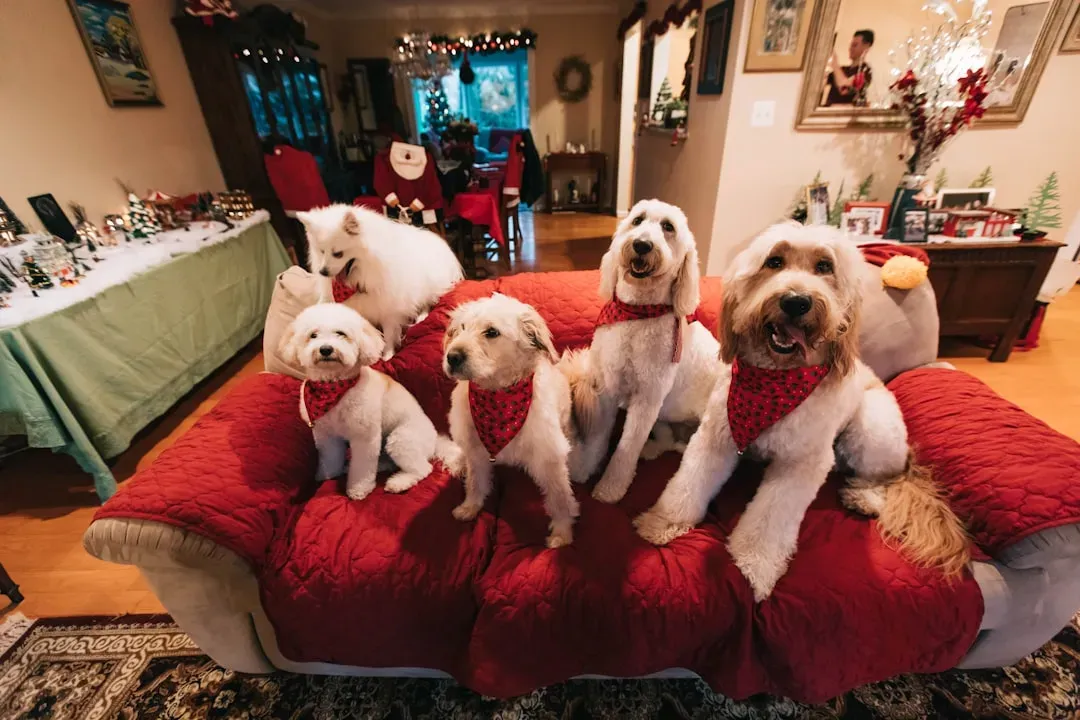 #5. Their Homecoming Reaction Is Disproportionately Intense (Image Credits: Unsplash)