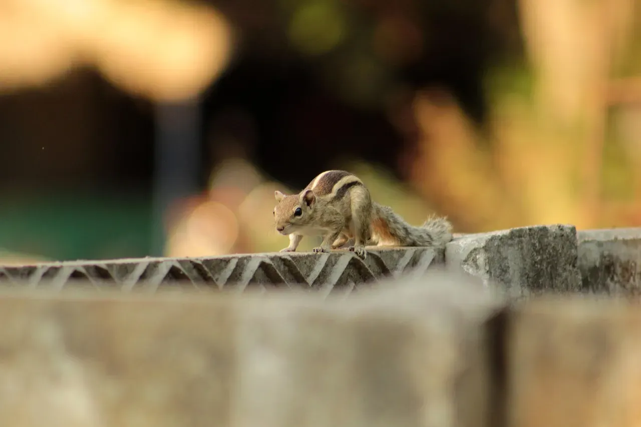 #2 - The Squirrel He Never Quite Caught (Image Credits: Pixabay)