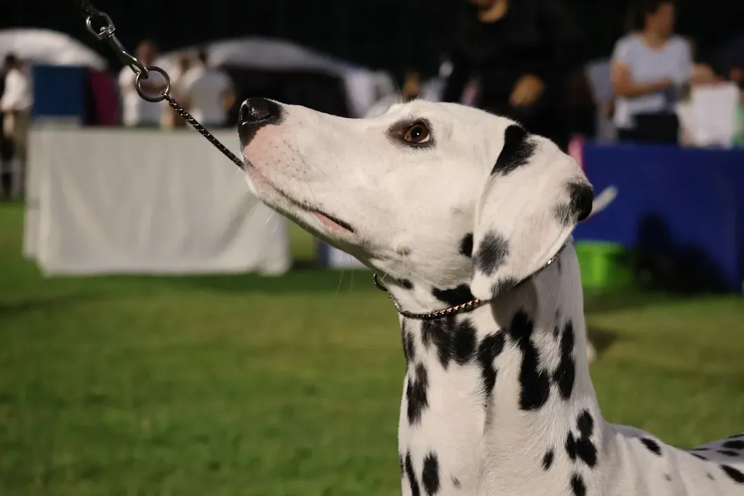 #6 - The Dalmatian's "Born to Guard Carriages" Marketing Line (Image Credits: Unsplash)