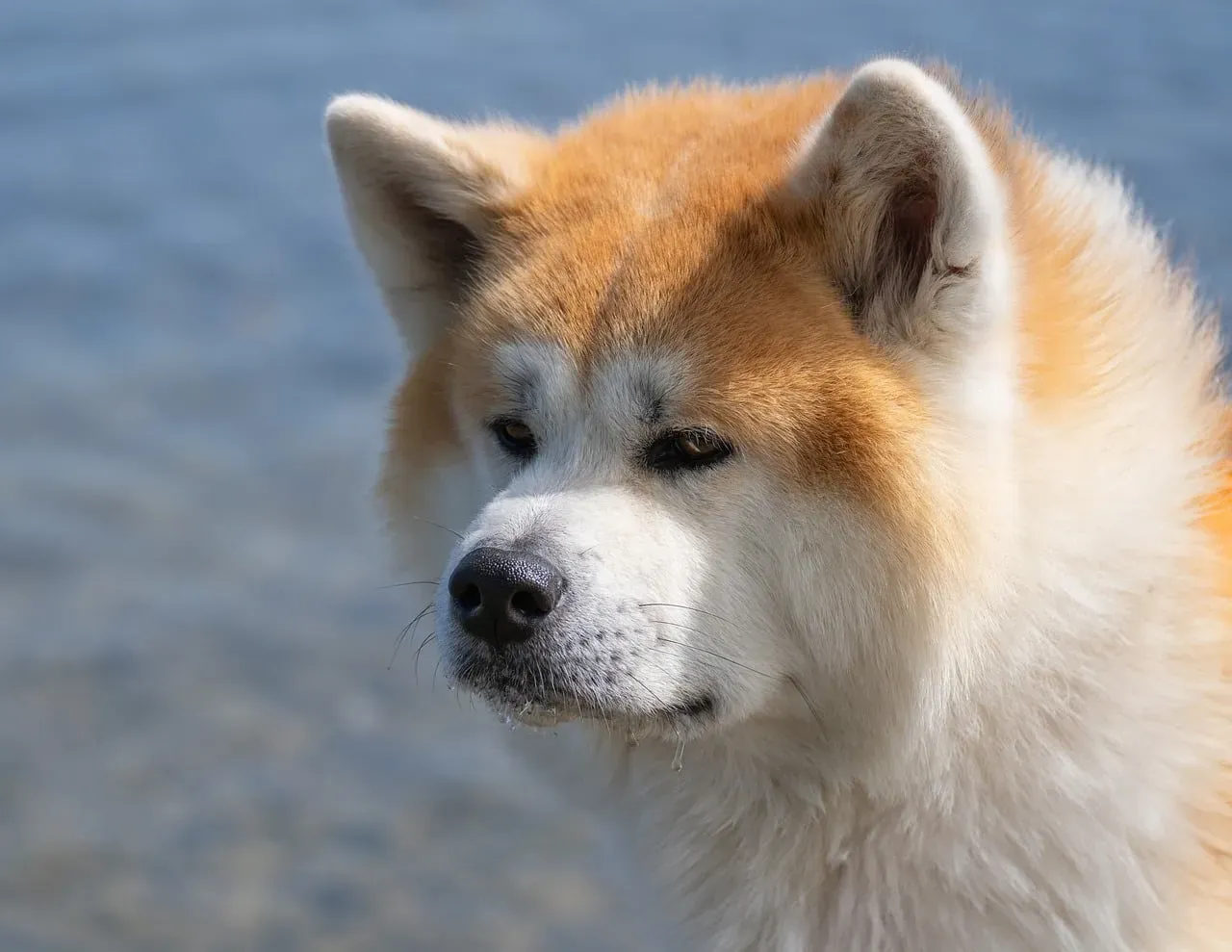 4. Akita – Devoted to the Core, Yet Selectively Affectionate (Image Credits: Pixabay)