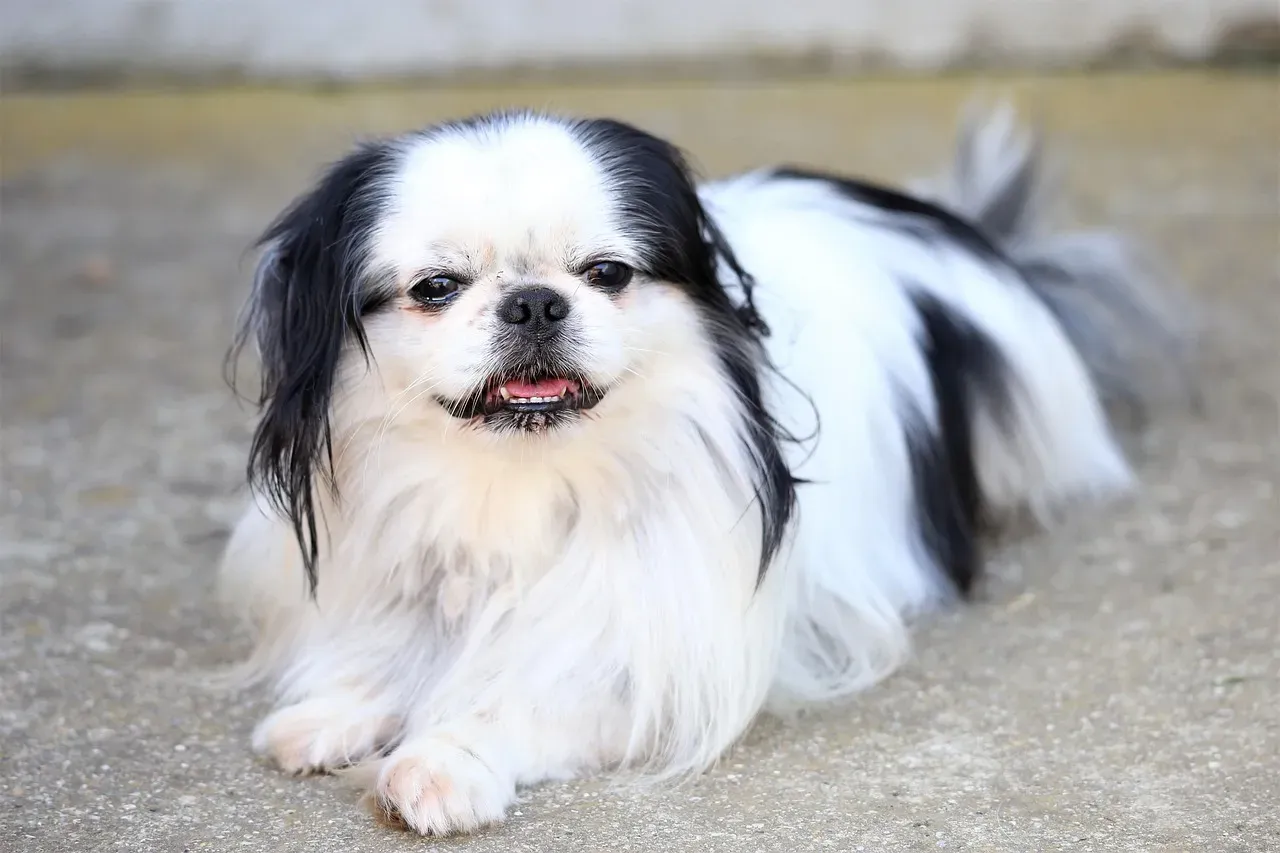 10. Japanese Chin – The Feather-Light Companion (Image Credits: Pixabay)