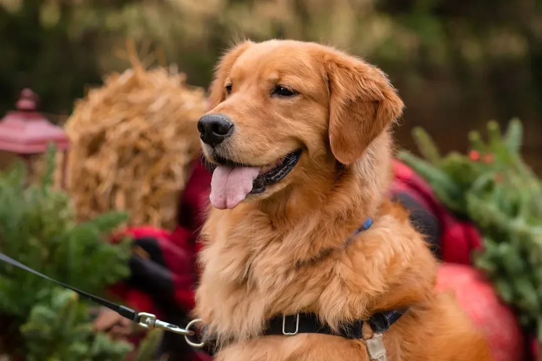 Golden Retriever: The Social Genius (Image Credits: Unsplash)