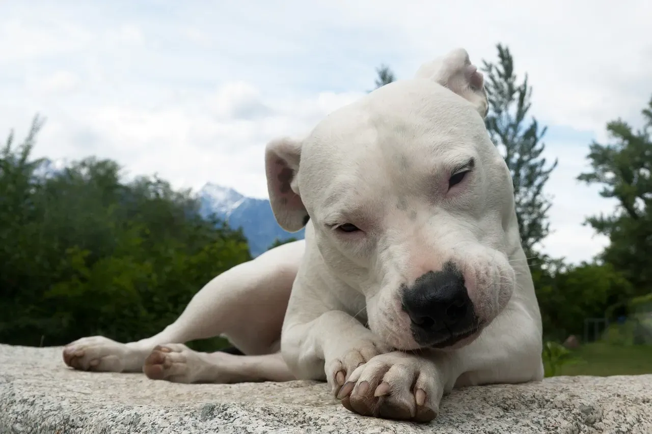 9. Dogo Argentino: Built for Big Game (Image Credits: Pixabay)