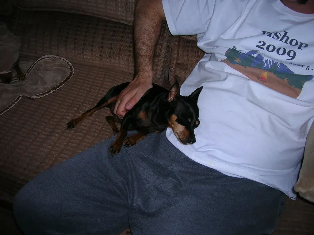 Miniature Pinscher: The Indoor Snuggler (Image Credits: Flickr)