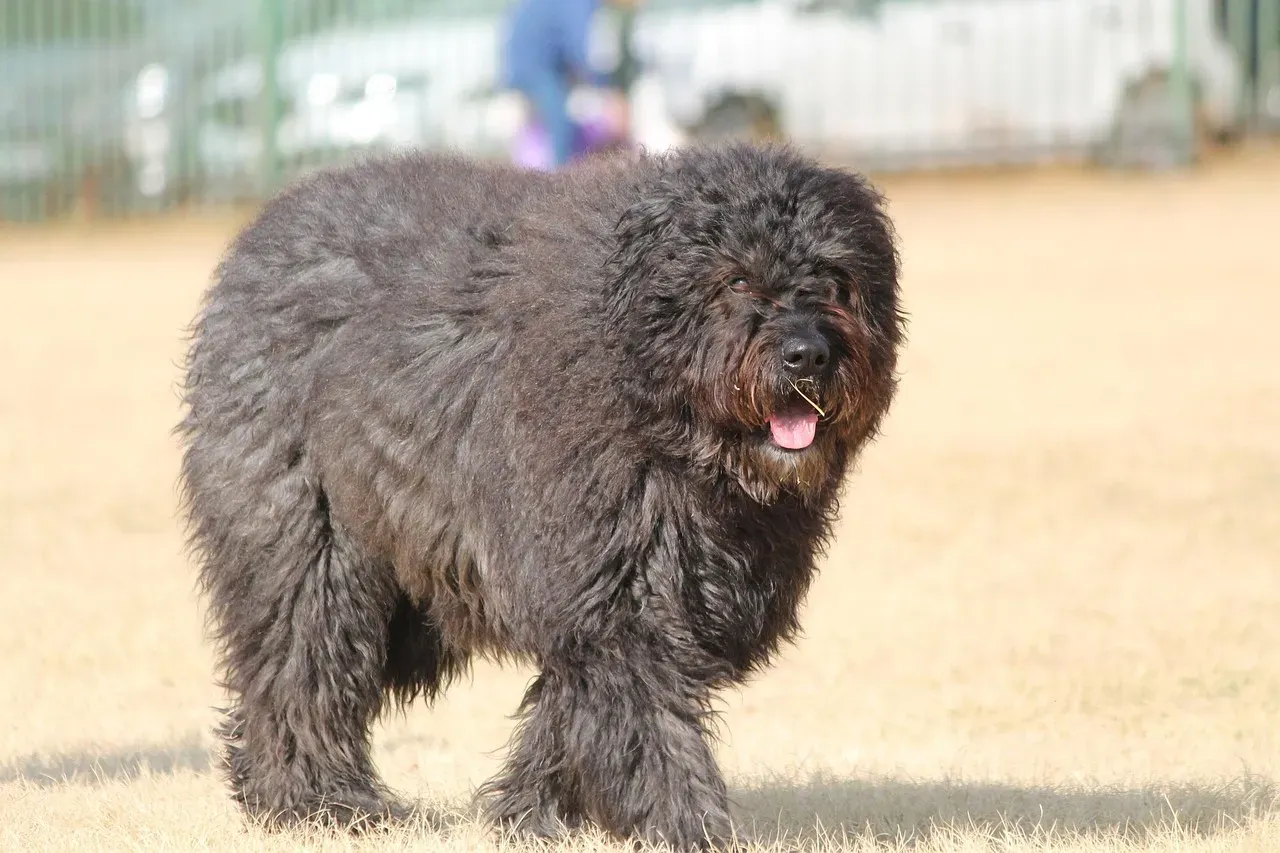 9. Bouvier des Flandres – Rugged Farm All-Rounders in a Mechanized World (Image Credits: Pixabay)