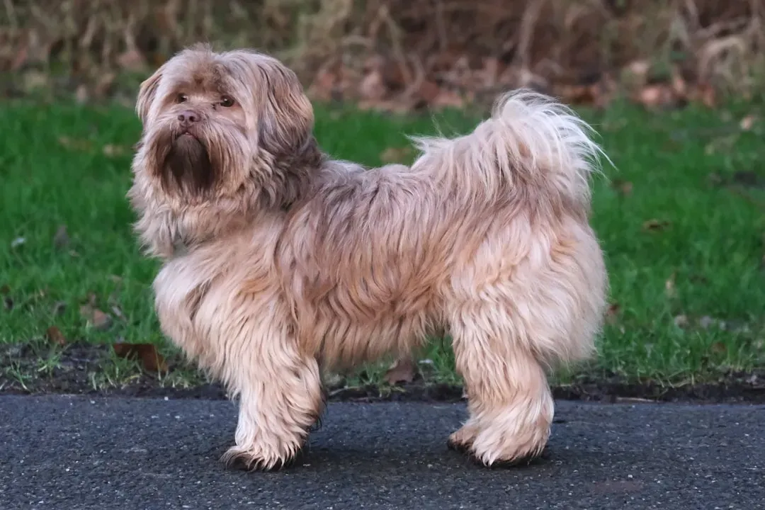 6. Lhasa Apso: Tibet's High-Maintenance Treasure (Image Credits: Unsplash)
