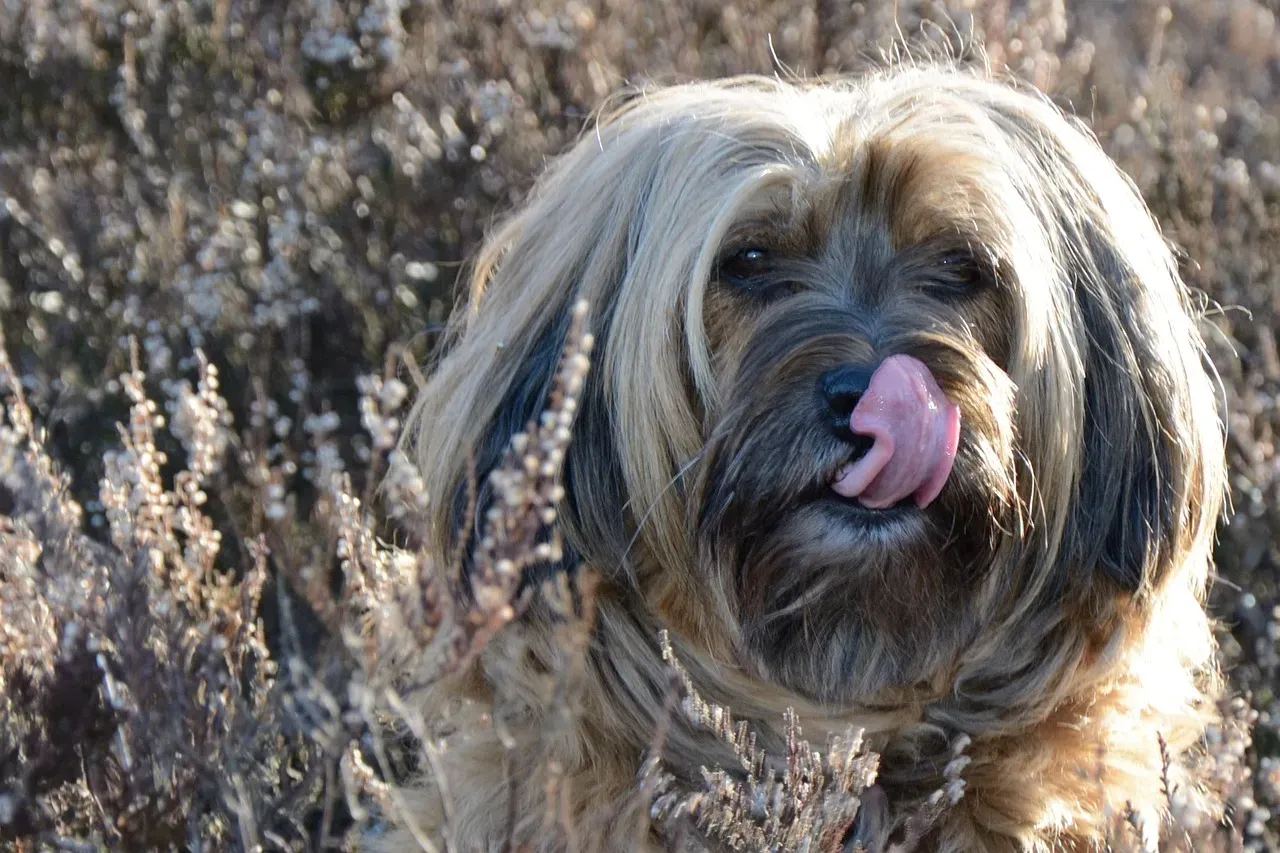 6. Licking You (Yes, Even the Slightly Gross Face Licks) (Image Credits: Pixabay)