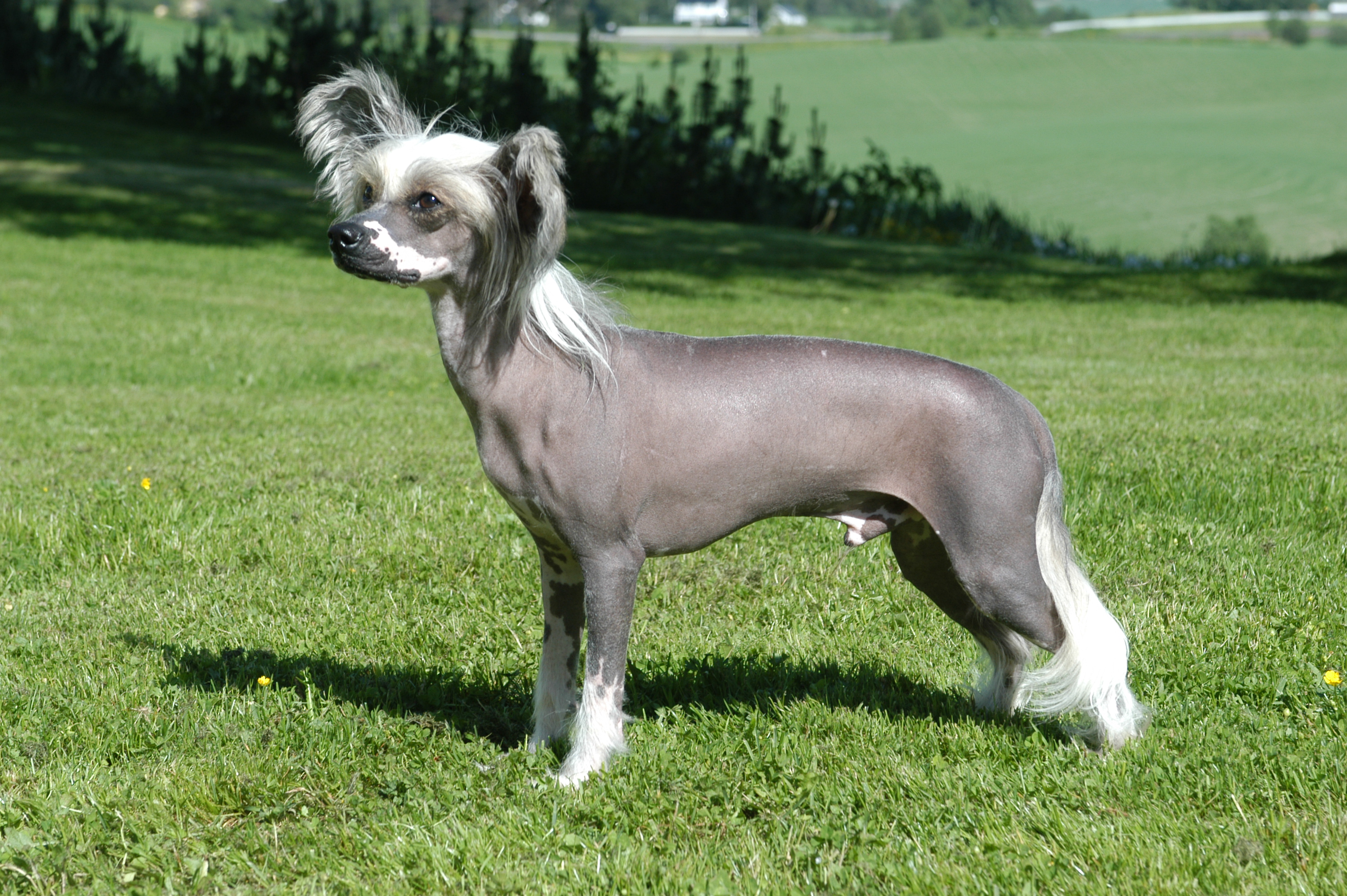Chinese Crested (Image Credits: Wikimedia)