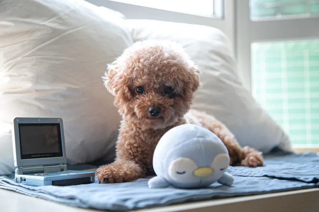 9. Toy Poodle: The Brainy Beauty That Learns Fast (Image Credits: Unsplash)