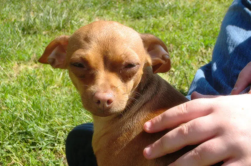 Socialization: The Most Important Gift You Can Give Your Chi (vidalia_11, Flickr, CC BY 2.0)