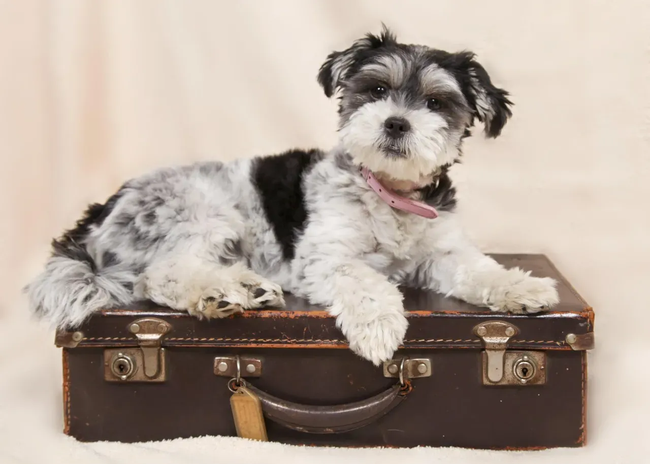 How Your Dog Turned a Suitcase Into an Emotional Alarm Bell (Image Credits: Pixabay)
