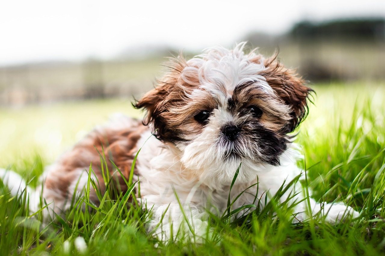 Shih Tzus: The Zen Masters of Routine (Image Credits: Pixabay)