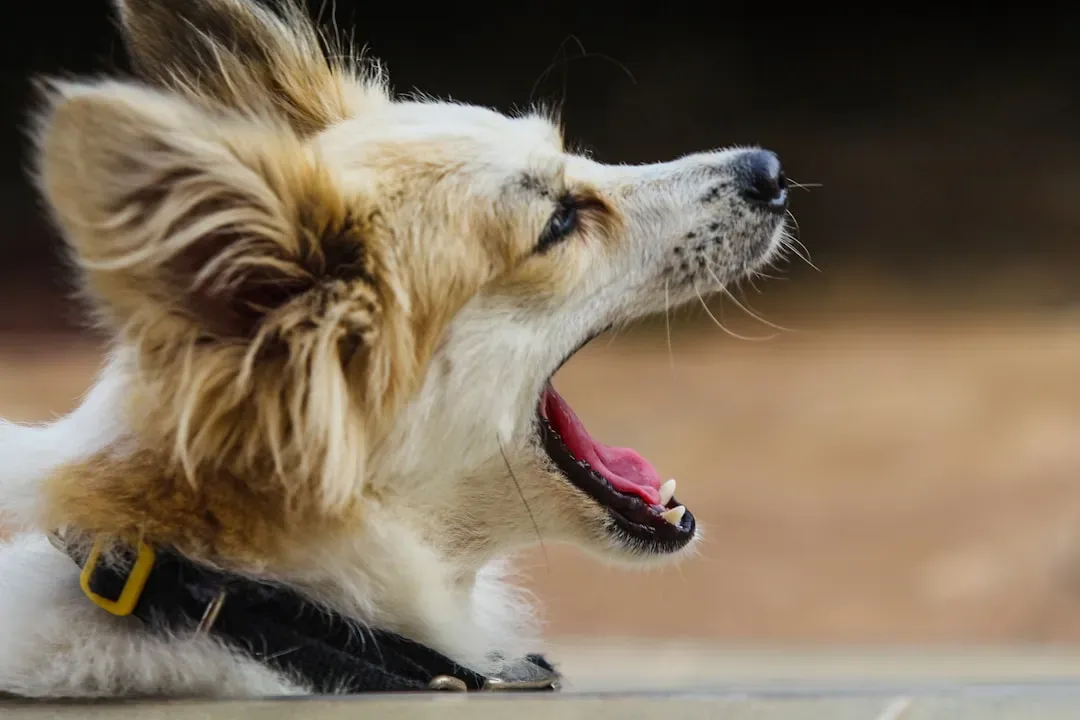 Understanding Why Your Dog Just Won't Stop Barking (Image Credits: Unsplash)