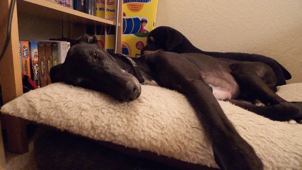 The Greyhound: Speed Demon Turned Sleepyhead (Image Credits: Flickr)