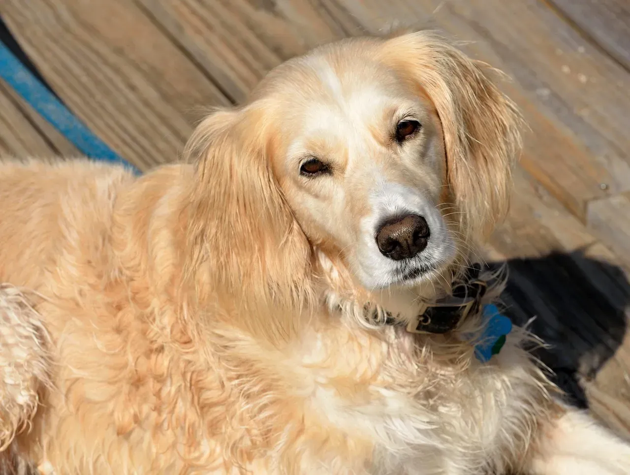 10. Mixed Breeds and Shelter Dogs - Nevada's Hidden Heartbeat (Image Credits: Pixabay)